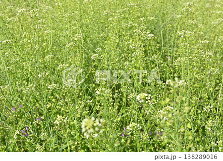 植物・ナズナ　アブラナ科 138289016