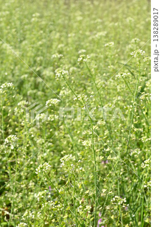 植物・ナズナ アブラナ科 植物・ナズナ アブラナ科 138289017