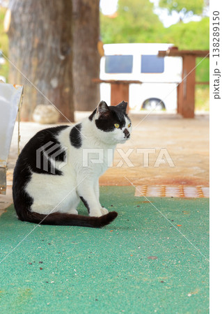 公園で遊ぶ猫 公園で遊ぶ猫 138289150