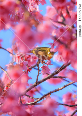 満開の桜とメジロ 満開の桜とメジロ 138289158