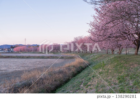 《埼玉県》美しい安行寒桜の桜並木・北浅羽桜堤公園 《埼玉県》美しい安行寒桜の桜並木・北浅羽桜堤公園 138290281