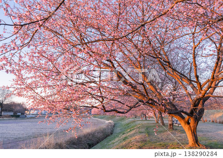 《埼玉県》美しい安行寒桜の桜並木・北浅羽桜堤公園 138290284