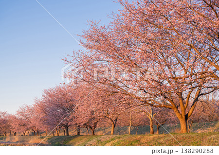 《埼玉県》美しい安行寒桜の桜並木・北浅羽桜堤公園 《埼玉県》美しい安行寒桜の桜並木・北浅羽桜堤公園 138290288