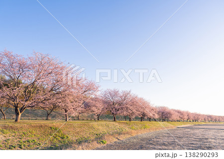 《埼玉県》美しい安行寒桜の桜並木・北浅羽桜堤公園 138290293