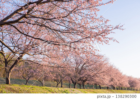 《埼玉県》美しい安行寒桜の桜並木・北浅羽桜堤公園 《埼玉県》美しい安行寒桜の桜並木・北浅羽桜堤公園 138290300