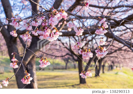 《埼玉県》美しい安行寒桜の桜並木・北浅羽桜堤公園 138290313