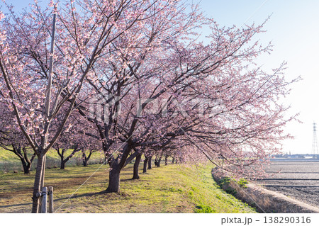 《埼玉県》美しい安行寒桜の桜並木・北浅羽桜堤公園 《埼玉県》美しい安行寒桜の桜並木・北浅羽桜堤公園 138290316