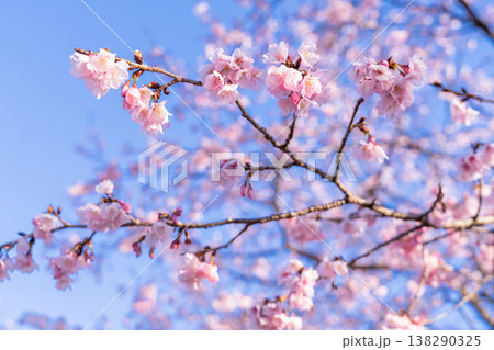 《埼玉県》美しい安行寒桜の桜並木・北浅羽桜堤公園 138290325
