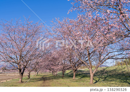 《埼玉県》美しい安行寒桜の桜並木・北浅羽桜堤公園 《埼玉県》美しい安行寒桜の桜並木・北浅羽桜堤公園 138290326