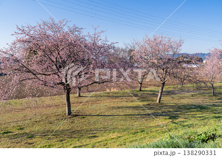 《埼玉県》美しい安行寒桜の桜並木・北浅羽桜堤公園 138290331