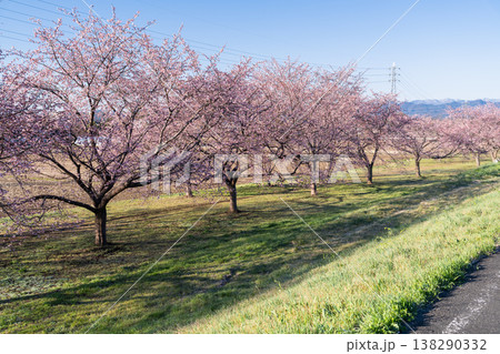 《埼玉県》美しい安行寒桜の桜並木・北浅羽桜堤公園 138290332