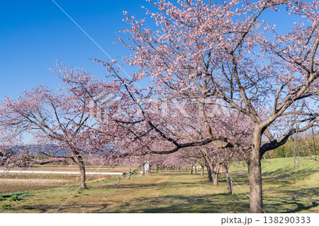 《埼玉県》美しい安行寒桜の桜並木・北浅羽桜堤公園 138290333