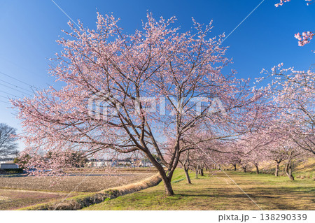 《埼玉県》美しい安行寒桜の桜並木・北浅羽桜堤公園 《埼玉県》美しい安行寒桜の桜並木・北浅羽桜堤公園 138290339