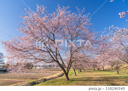 《埼玉県》美しい安行寒桜の桜並木・北浅羽桜堤公園 《埼玉県》美しい安行寒桜の桜並木・北浅羽桜堤公園 138290340
