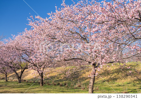《埼玉県》美しい安行寒桜の桜並木・北浅羽桜堤公園 138290341