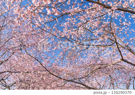 《埼玉県》美しい安行寒桜の桜並木・北浅羽桜堤公園 《埼玉県》美しい安行寒桜の桜並木・北浅羽桜堤公園 138290370