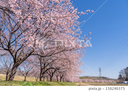 《埼玉県》美しい安行寒桜の桜並木・北浅羽桜堤公園 《埼玉県》美しい安行寒桜の桜並木・北浅羽桜堤公園 138290373