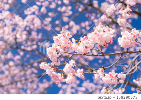 《埼玉県》美しい安行寒桜の桜並木・北浅羽桜堤公園 《埼玉県》美しい安行寒桜の桜並木・北浅羽桜堤公園 138290375