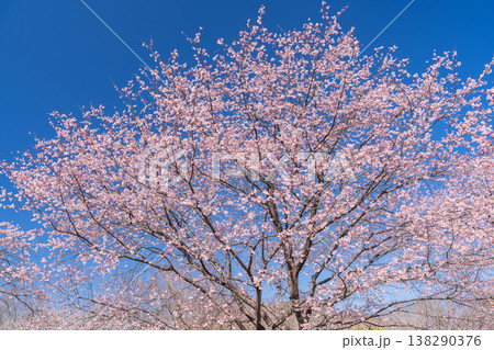 《埼玉県》美しい安行寒桜の桜並木・北浅羽桜堤公園 《埼玉県》美しい安行寒桜の桜並木・北浅羽桜堤公園 138290376