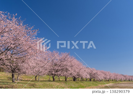 《埼玉県》美しい安行寒桜の桜並木・北浅羽桜堤公園 《埼玉県》美しい安行寒桜の桜並木・北浅羽桜堤公園 138290379