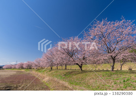 《埼玉県》美しい安行寒桜の桜並木・北浅羽桜堤公園 《埼玉県》美しい安行寒桜の桜並木・北浅羽桜堤公園 138290380