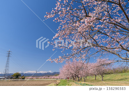 《埼玉県》美しい安行寒桜の桜並木・北浅羽桜堤公園 138290383