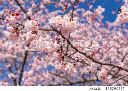 《埼玉県》美しい安行寒桜の桜並木・北浅羽桜堤公園 《埼玉県》美しい安行寒桜の桜並木・北浅羽桜堤公園 138290385