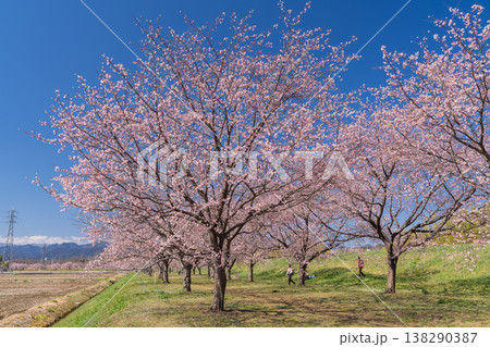 《埼玉県》美しい安行寒桜の桜並木・北浅羽桜堤公園 《埼玉県》美しい安行寒桜の桜並木・北浅羽桜堤公園 138290387