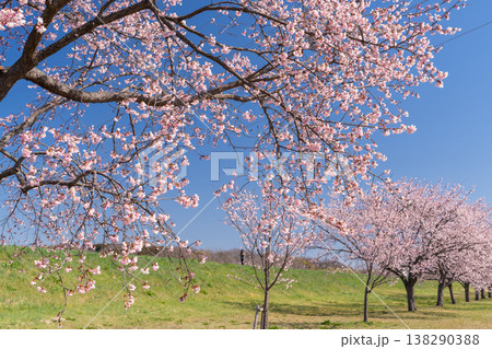 《埼玉県》美しい安行寒桜の桜並木・北浅羽桜堤公園 138290388