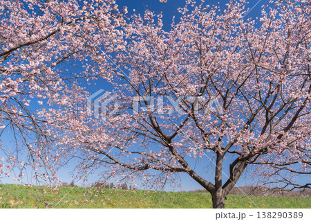 《埼玉県》美しい安行寒桜の桜並木・北浅羽桜堤公園 《埼玉県》美しい安行寒桜の桜並木・北浅羽桜堤公園 138290389
