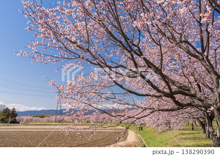 《埼玉県》美しい安行寒桜の桜並木・北浅羽桜堤公園 《埼玉県》美しい安行寒桜の桜並木・北浅羽桜堤公園 138290390
