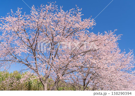 《埼玉県》美しい安行寒桜の桜並木・北浅羽桜堤公園 《埼玉県》美しい安行寒桜の桜並木・北浅羽桜堤公園 138290394