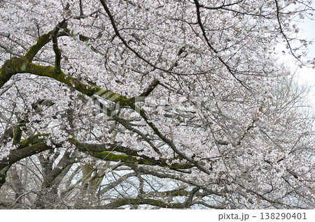 苔の生えた古木に咲く満開の桜 138290401
