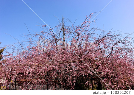 3月下旬になって見頃を迎えた福蔵院に植えられている「三春滝桜」の子孫（1） 138291207