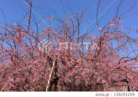 3月下旬になって見頃を迎えた福蔵院に植えられている「三春滝桜」の子孫（3） 138291209