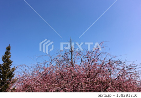 3月下旬になって見頃を迎えた福蔵院に植えられている「三春滝桜」の子孫(4) 3月下旬になって見頃を迎えた福蔵院に植えられている「三春滝桜」の子孫(4) 138291210