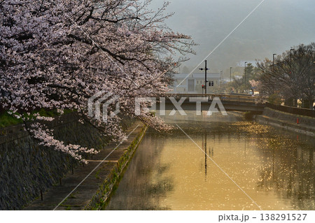 京都　岡崎　公園　疎水　疏水　そすい　桜　さくら　満開　朝　春　水面　反射　河川 138291527