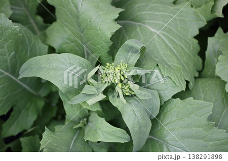 開花直前の小カブの蕾が放つ生命力 138291898