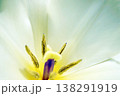 チューリップ☆Tulip 138291919
