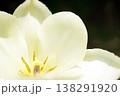 チューリップ☆Tulip 138291920