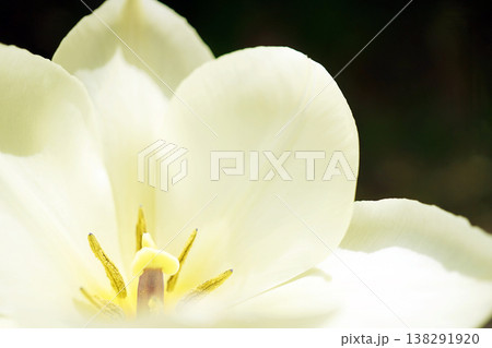 チューリップ☆Tulip チューリップ☆Tulip 138291920