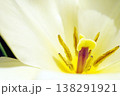 チューリップ☆Tulip 138291921