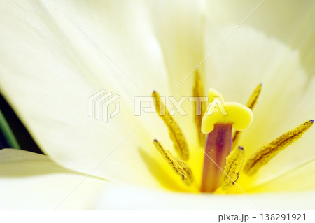 チューリップ☆Tulip 138291921