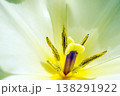 チューリップ☆Tulip 138291922
