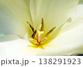 チューリップ☆Tulip 138291923