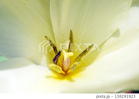チューリップ☆Tulip 138291923