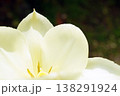 チューリップ☆Tulip 138291924