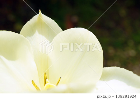 チューリップ☆Tulip 138291924