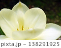 チューリップ☆Tulip 138291925