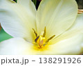 チューリップ☆Tulip 138291926